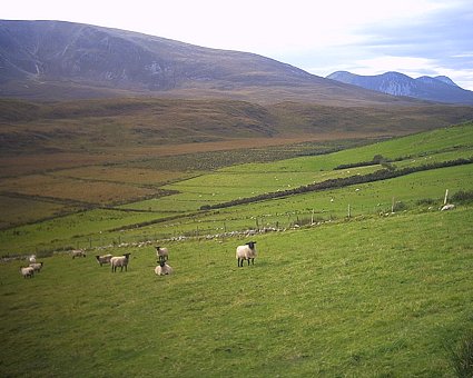 Mountains, bog, and sheep