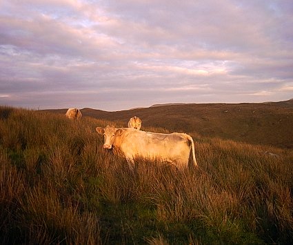 Evening cows: