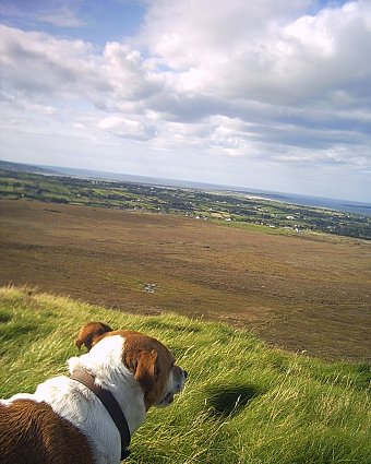 Dog-dog looks down from the hill