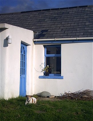 Dog-dog at door