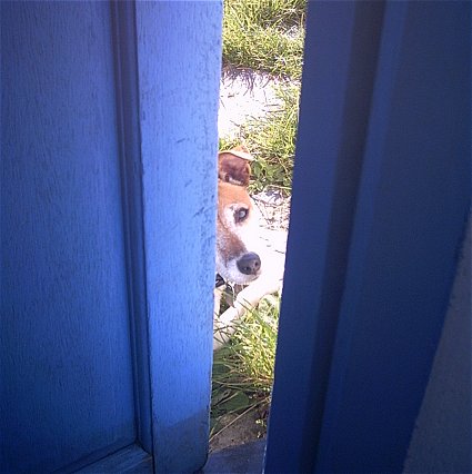 Dog at the Door