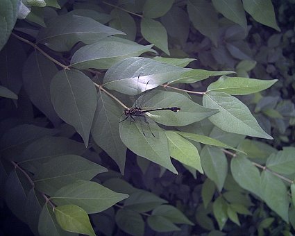 My Photo of a Dragonfly