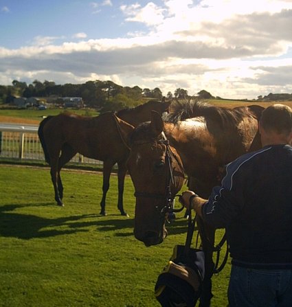 racehorses