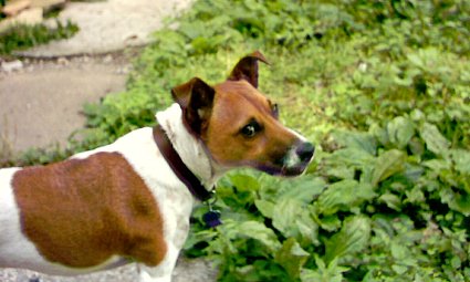 Dog-dog waits for a visa