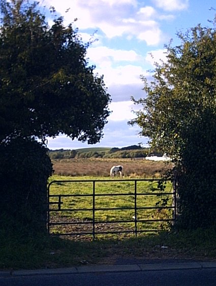 horse-through-a-gate.jpg