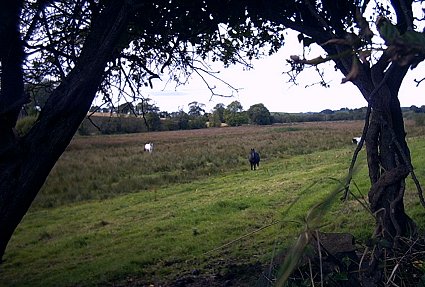 horses-in-a-field.jpg