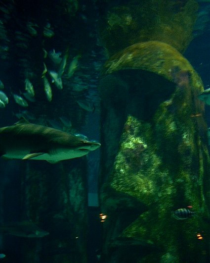 london aquarium