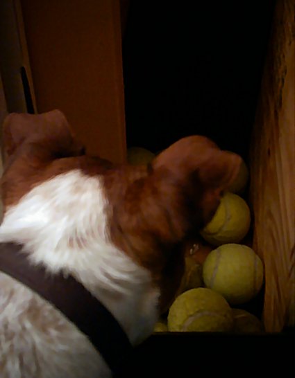 dog-dog finds the tennis balls.jpg